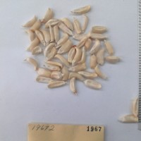 CIMMYTMA 1967 - Reference Inventory.jpg