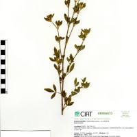11508 herbarium