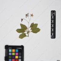 CIP 762519_OCH 11933_07.jpg