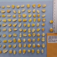 CIMMYTMA 15915 - Reference Inventory.jpg