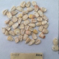 CIMMYTMA 2050 - Reference Inventory.jpg