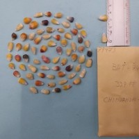 CIMMYTMA 7947 - Reference inventory.jpg