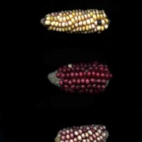 CIMMYTMA 8215 ECUA 477 TC18U-2903-22 E.jpg