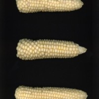 CIMMYTMA 27883 GUAT 1510 TC20U 2903 43 E11860 _compress.jpg