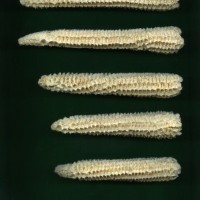 CIMMYTMA 5190 GUAT 127 AF18A-0903-171 C.jpg