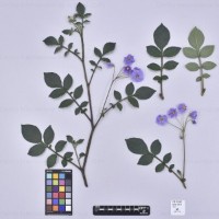 CIP 761507_OCHS 13144_med_H(i).jpg