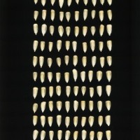 CIMMYTMA 25164 GUAN 365 BA22U-2903-68 K.jpg