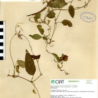 15387 herbarium