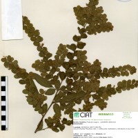 23230 herbarium