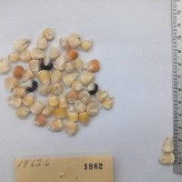 CIMMYTMA 1862 - Reference Inventory.jpg