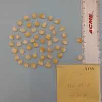 CIMMYTMA 5188 - Reference Inventory.jpg