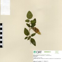 21181 herbarium
