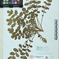 CIP 761385 herbarium