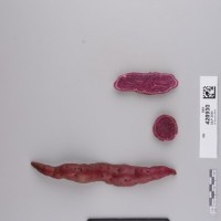 CIP 420930 (root).jpg