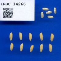 IRGC 14266 Seed Photo