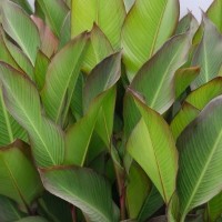 CIP 206006 (plant).jpg