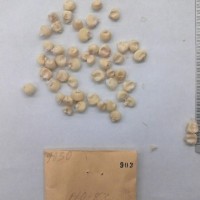 CIMMYTMA 903 - Reference Inventory.jpg