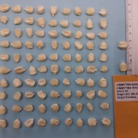 CIMMYTMA 16123 - Reference Inventory.jpg