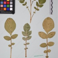 CIP 760028_OCH S79_08.jpg