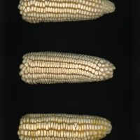 CIMMYTMA 26824 GUAN 416 BA22U-2903-73 E1.jpg