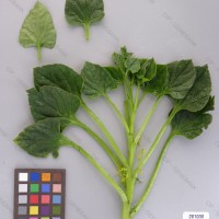 CIP 201030 Herbarium