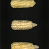 CIMMYTMA 9025 PERU 1124 AF17A-0903-51 E1.jpg