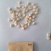 CIMMYTMA 902 - Reference Inventory.jpg