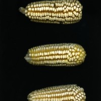 CIMMYTMA 16623 PUEB 564 TC24U-2903-270 E.jpg