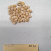 CIMMYTMA 3214 - Reference Inventory.jpg