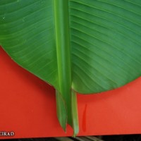 6.3.12 - Colour of leaf upper surface