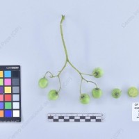 CIP 761205_OCHS 11309_wtm_B_2024.jpg