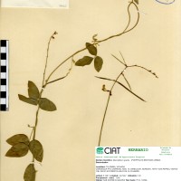 4625 herbarium