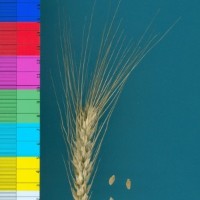 CWI67688_52594_551.jpg