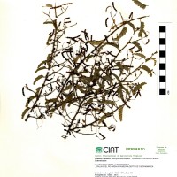 17543 herbarium
