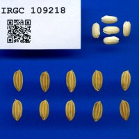 IRGC 109218 Seed Photo