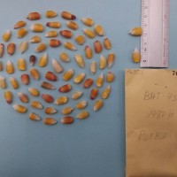 CIMMYTMA 7635 - Reference inventory.jpg