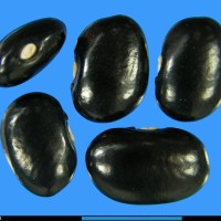 G51662 seed.jpg