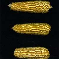 CIMMYTMA 26974 TLAX 461 BA23U-2903-52 E.jpg