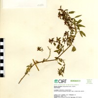 2783 herbarium
