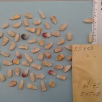 CIMMYTMA 5584 - Reference Inventory.jpg