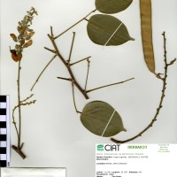 22384 herbarium