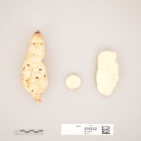 CIP 400822 (root).jpg