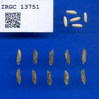IRGC 13751 Seed Photo