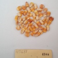 CIMMYTMA 4568 - Reference Inventory.jpg