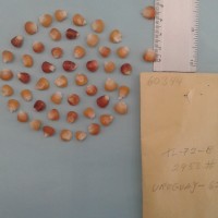 CIMMYTMA 6034 - Reference Inventory.jpg