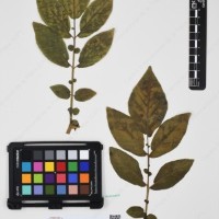 CIP 760259_HHCH 4562_01.jpg