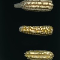 CIMMYTMA 211 GUER 146 PV22A-1903-157 E1829 _compress.jpg