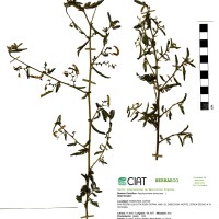 21395 herbarium