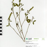 8089 herbarium