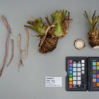 CIP 204011 (root).JPG